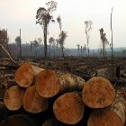 Rise in deforestation in the Amazon Rainforest