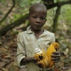 Elfenbeinküste - Kakao - Anbau